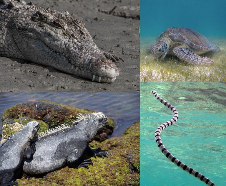 ancient marine reptiles