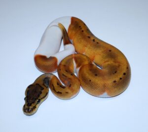 pied ball python