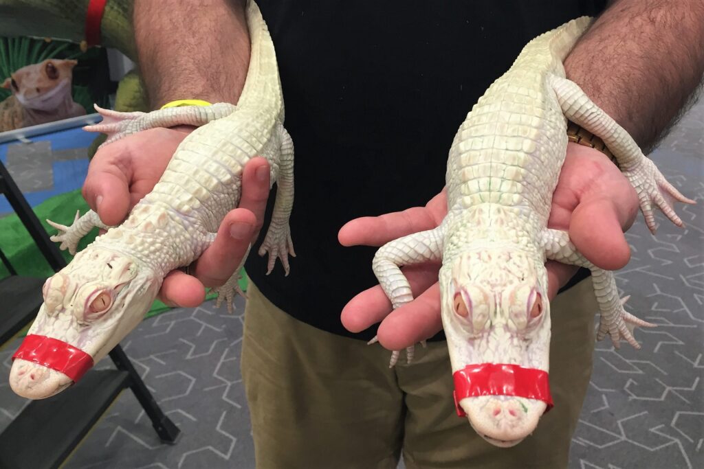 albino alligators