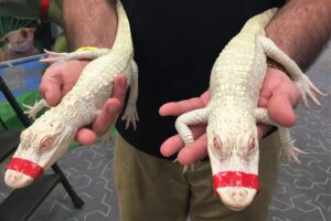 albino alligators