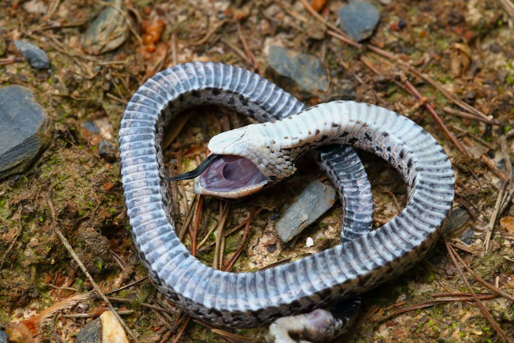 hognose snake playing dead