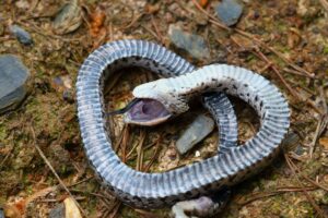 hognose snake playing dead