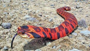 hognose snake