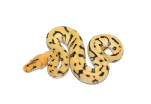 ball python