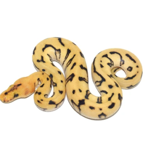 ball python