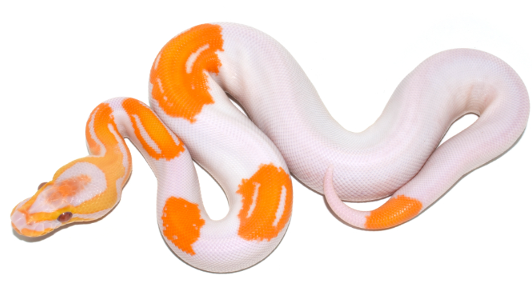 ball python morphs