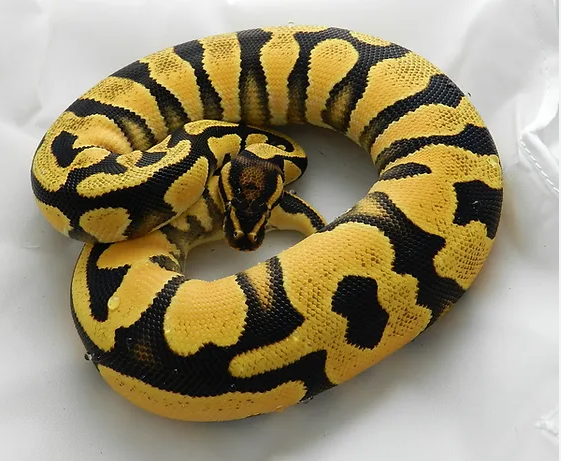 Ball Python