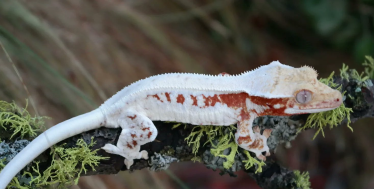 crested gecko