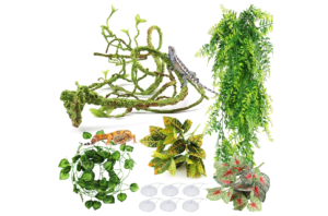 reptile terrarium plants