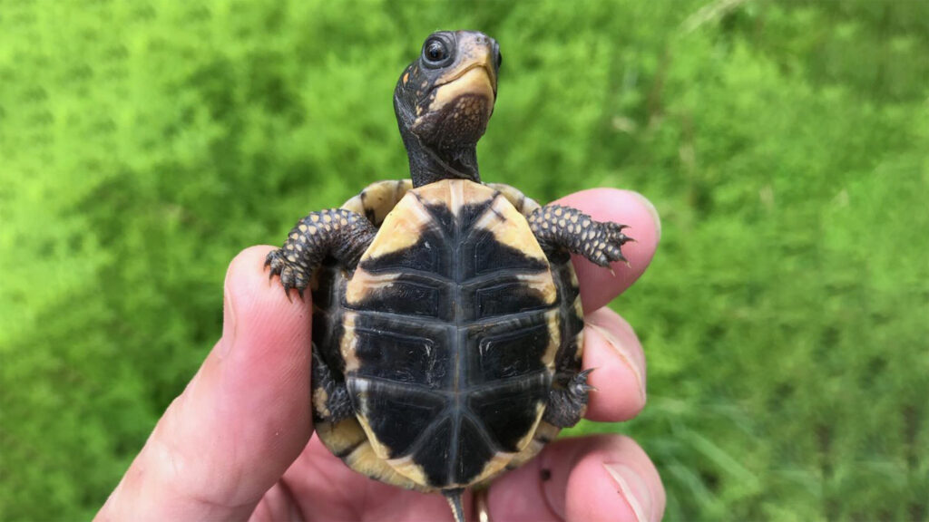 cute baby turtle