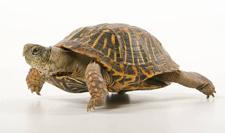 turtle
