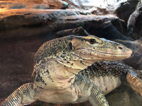 water monitor lizards