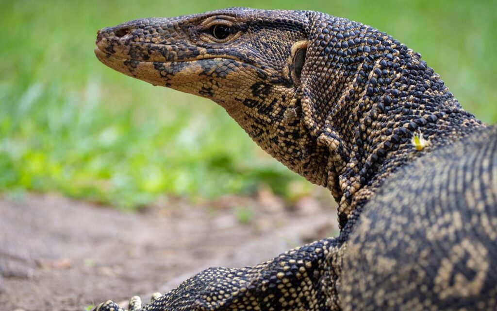 water monitor lizards