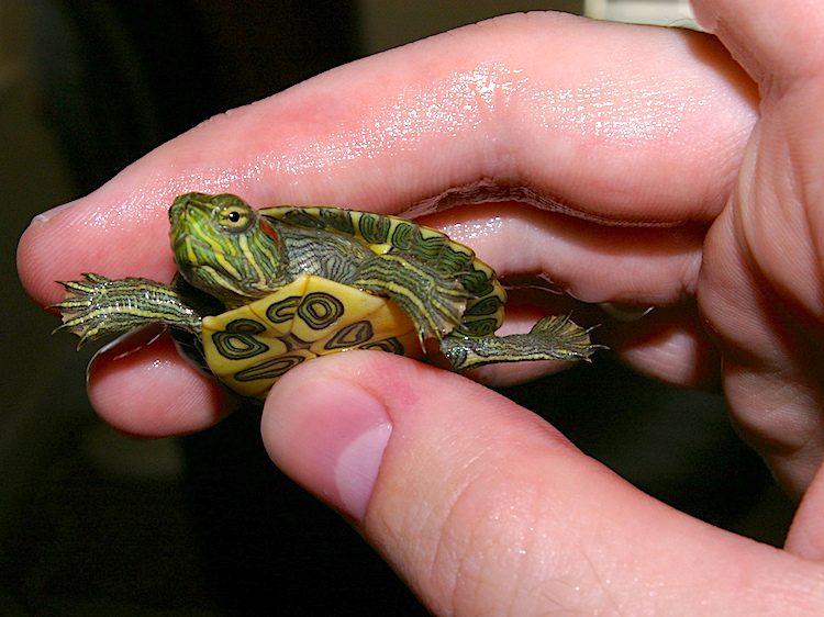 red eared slider turtle