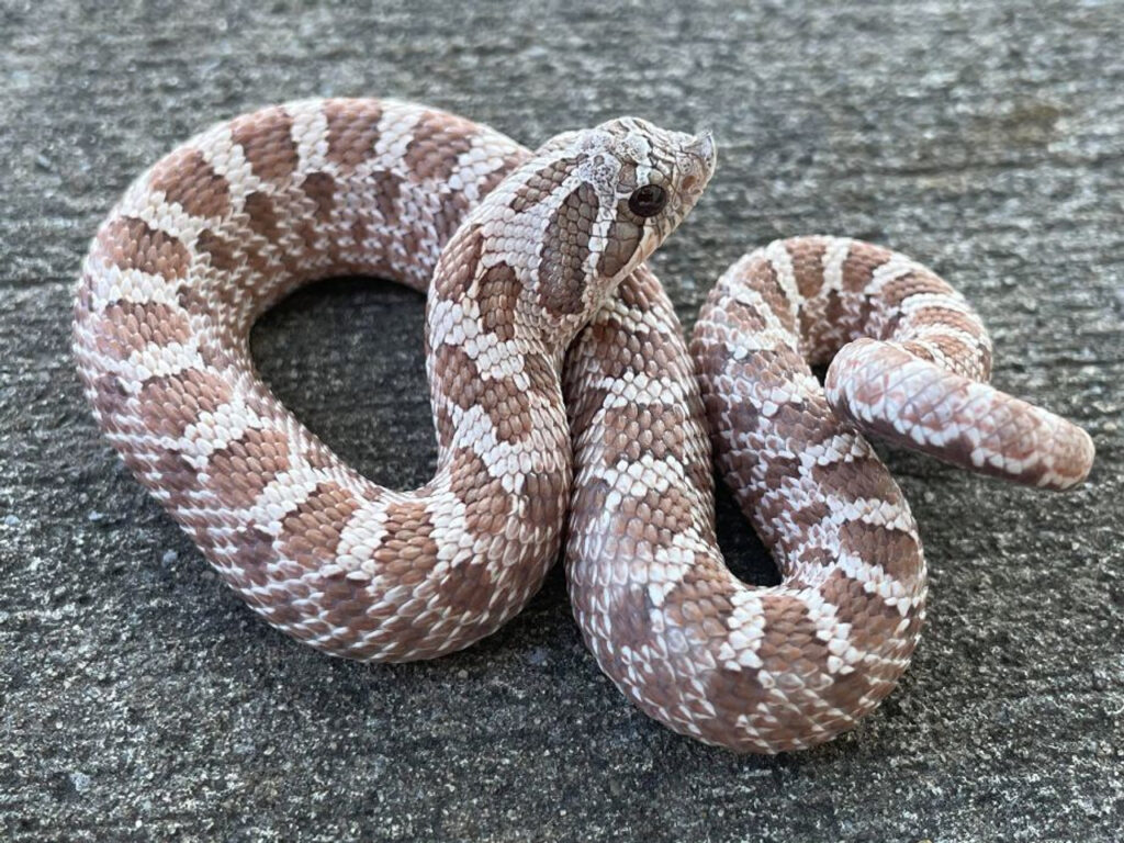 Hognose Snakes Venomous?