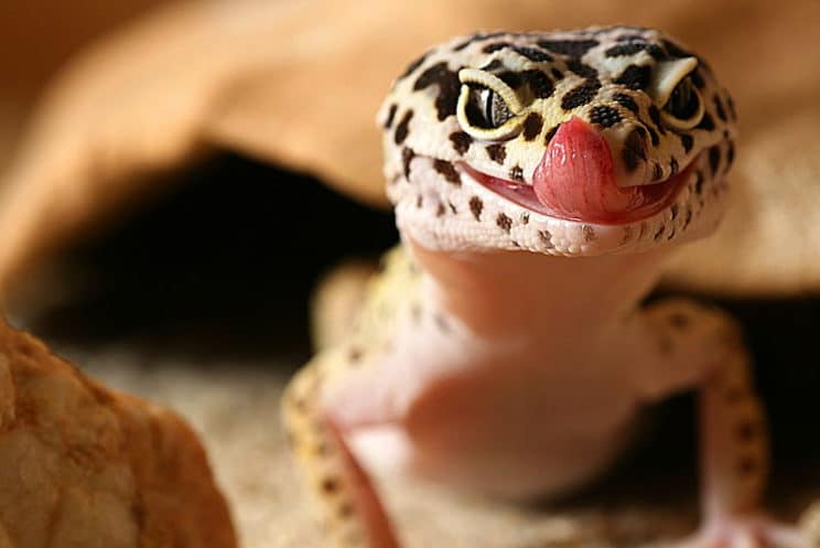 leopard gecko