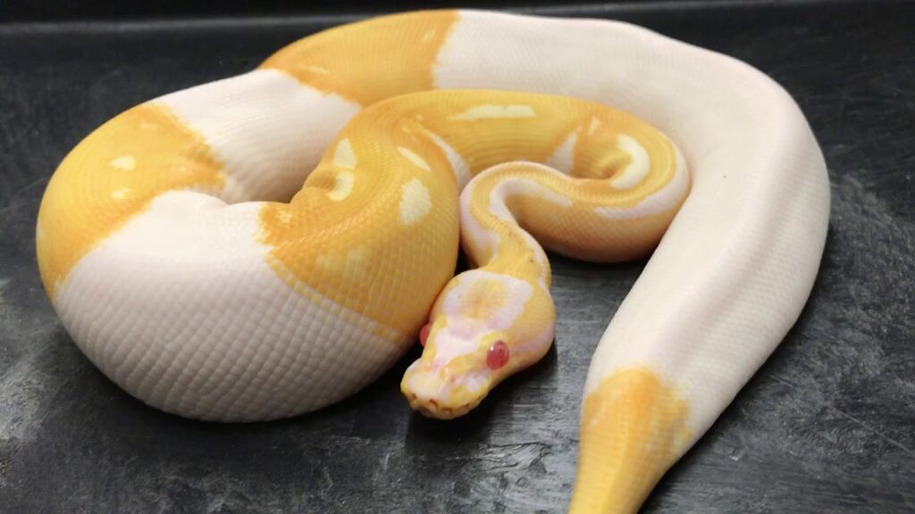 albino pied ball pythons