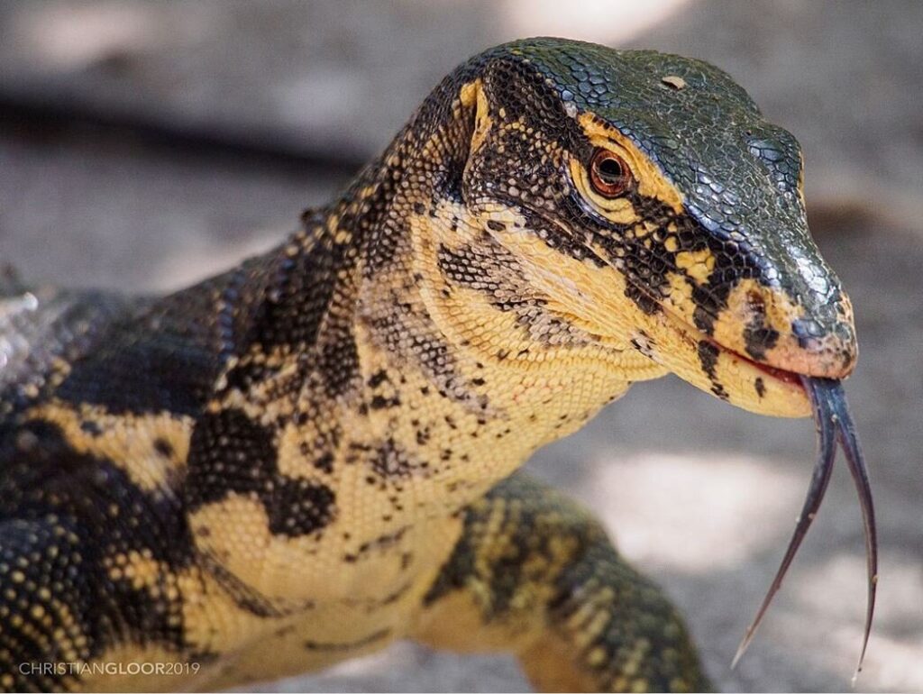 water monitor lizards