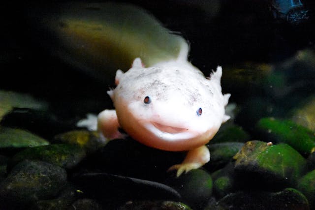 axolotls