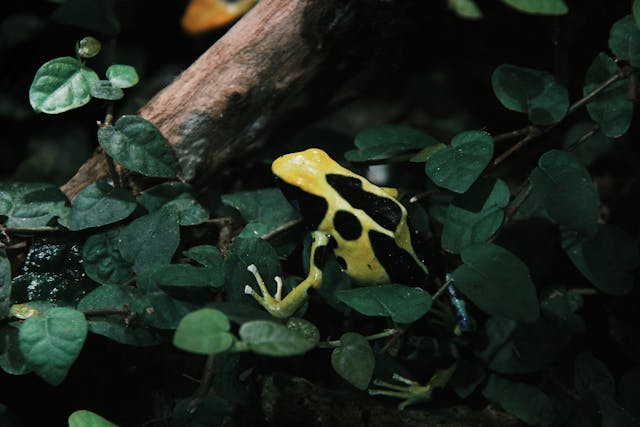 poison dart frogs