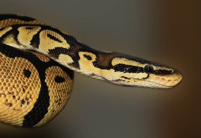 breeding ball pythons