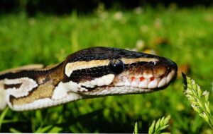 ball python morphs