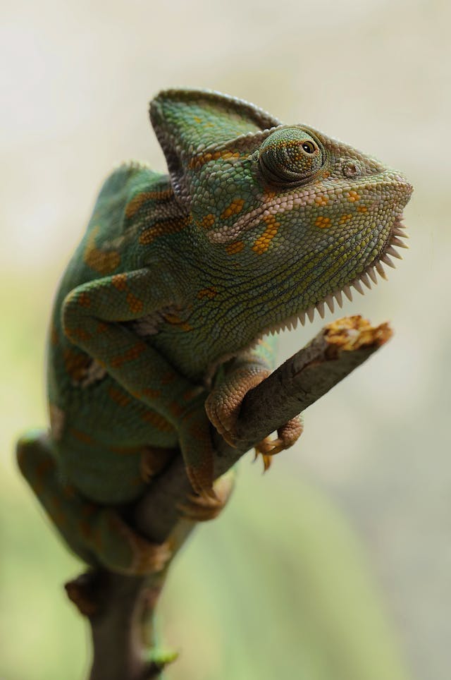 chameleon on a stick