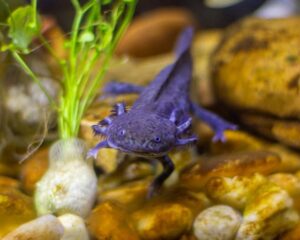 axolotl in tank