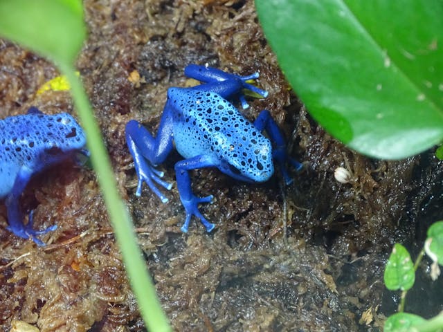 blue poison dart frog