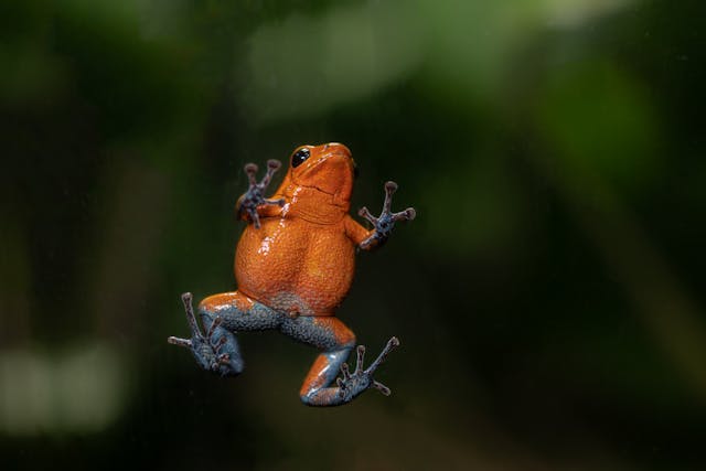 poison dart frogs