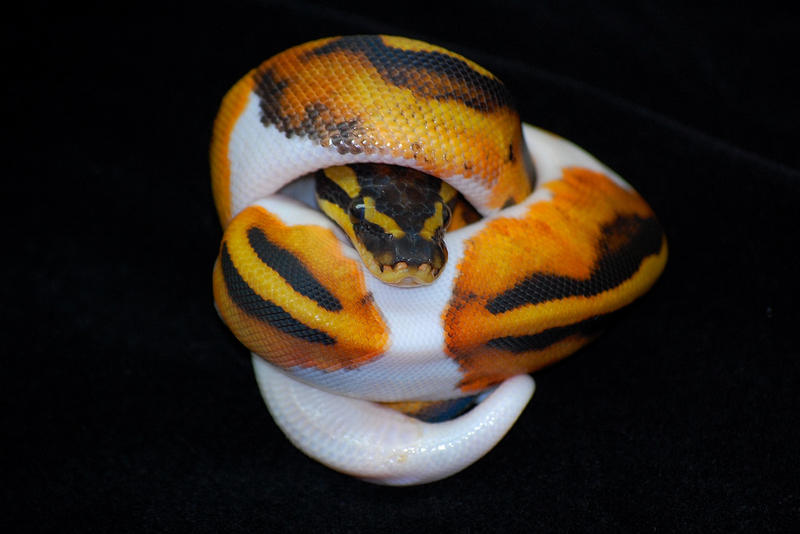 piebald ball python