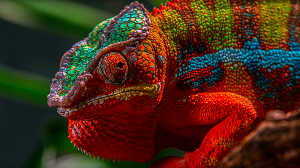 panther chameleon