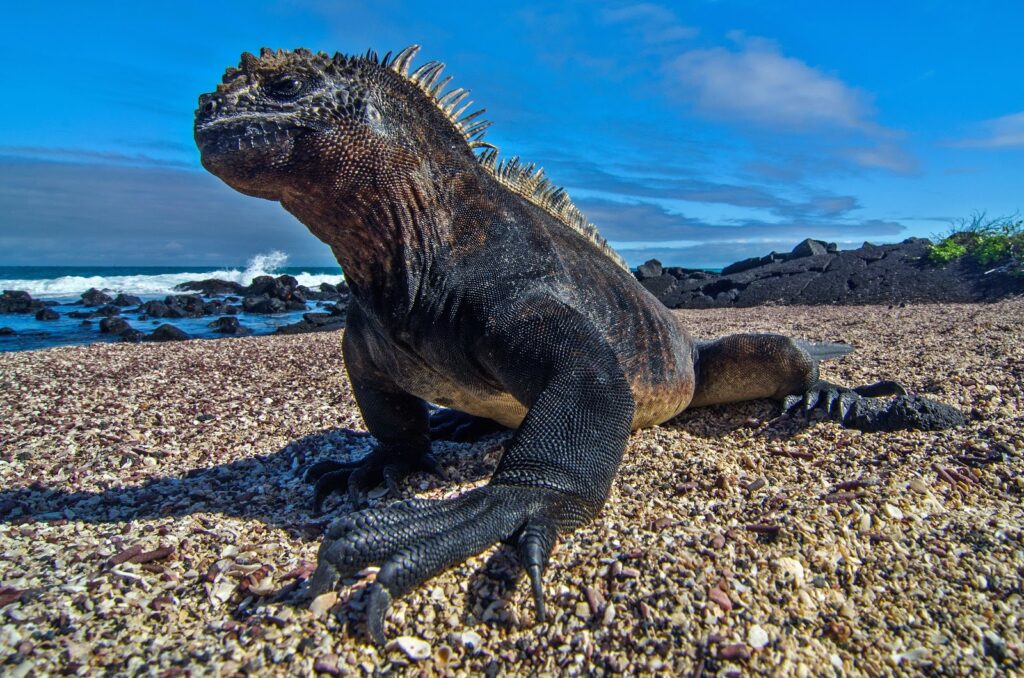 ancient marine reptiles