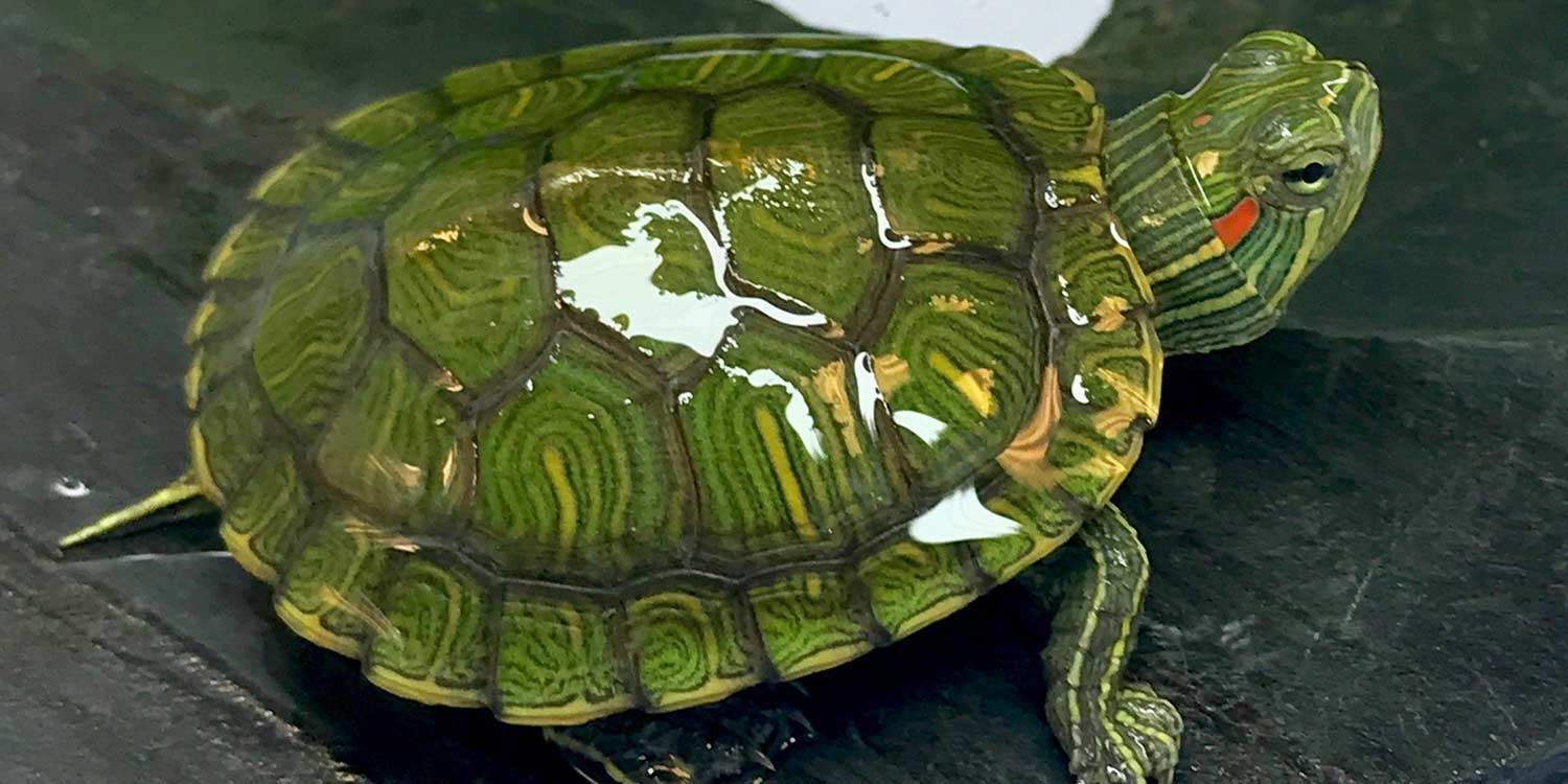 red eared slider turtle