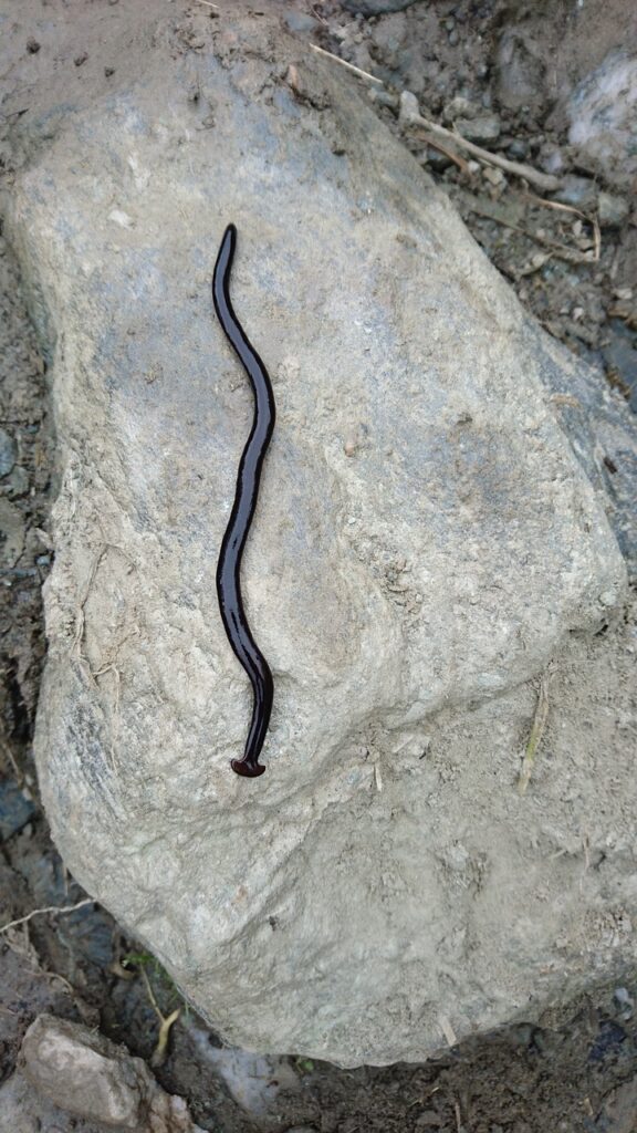 hammerhead worm