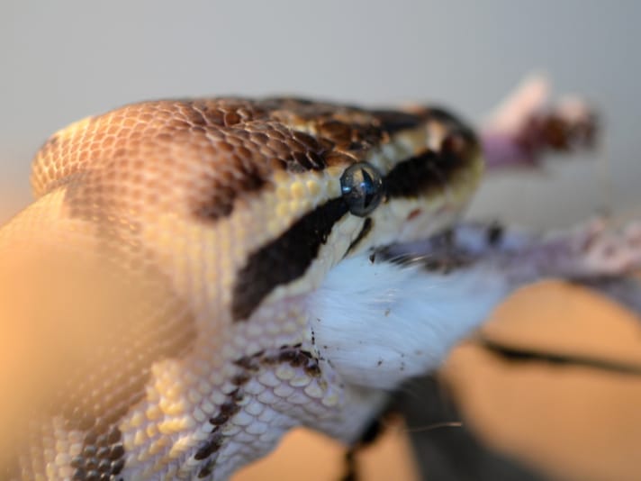 how long can ball pythons go without eating