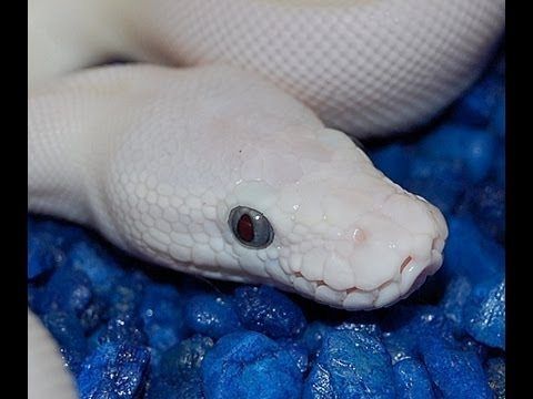 how long can ball pythons go without eating