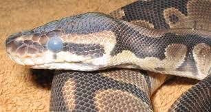 how often do ball pythons shed