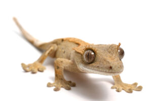 caring for crested geckos