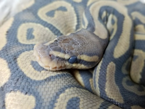 how often do ball pythons shed